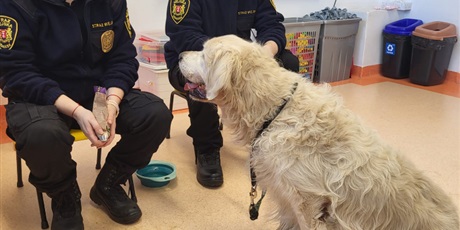 Powiększ grafikę: GR IX "BIEDRONKI