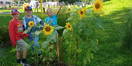 Powiększ grafikę: SŁONECZNIKI