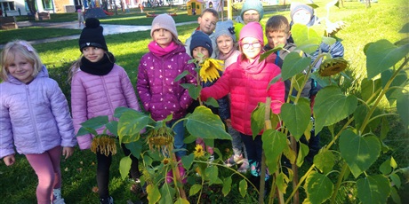 Powiększ grafikę: SŁONECZNIKI